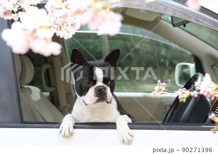 ドライブが大好きな可愛いい愛犬ボストンテリアのマイティ君が車の窓から顔を出して満開の桜を見ています♡ 90271396