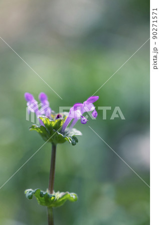 春の日射しが当たるホトケノザ_縦1 90271571