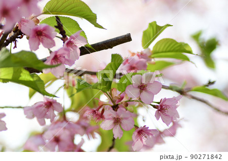 満開の桜 90271842