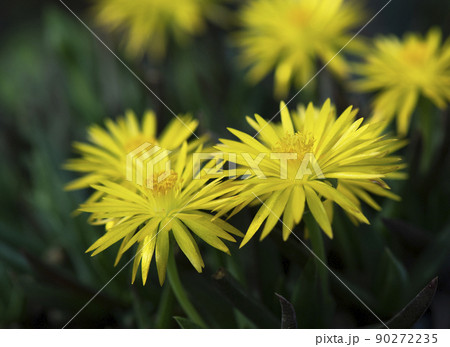 午後の日が当たるサンジソウ（ベルゲランサス）の花_横1 90272235