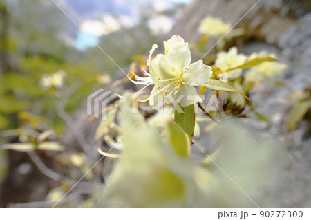岩山の日陰を好んで咲くヒカゲツツジ 岩山の日陰を好んで咲くヒカゲツツジ 90272300