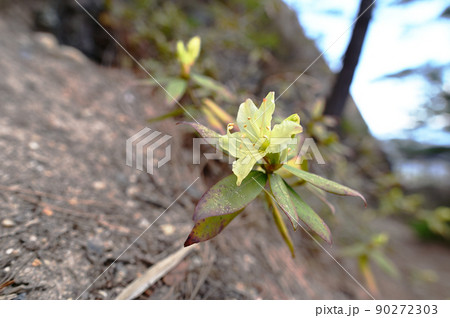 岩山の日陰を好んで咲くヒカゲツツジ 岩山の日陰を好んで咲くヒカゲツツジ 90272303