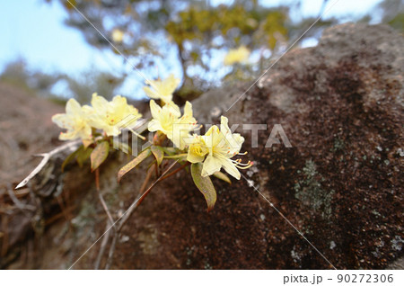 岩山の日陰を好んで咲くヒカゲツツジ  90272306