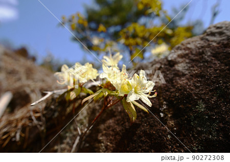 岩山の日陰を好んで咲くヒカゲツツジ  90272308