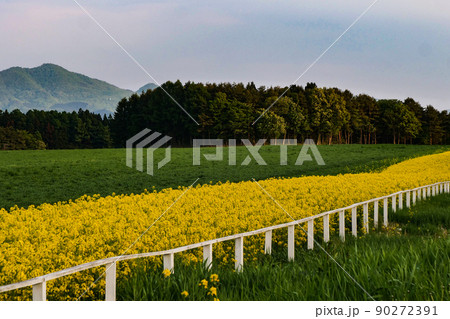 風景、植物、菜の花が一面に咲く小岩井農場　緑の草原に菜の花ロードが続く 90272391