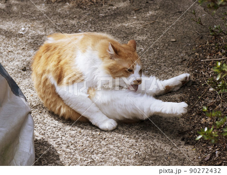 両後脚を前に伸ばして屈んで毛繕いする茶白猫_晴天横2 両後脚を前に伸ばして屈んで毛繕いする茶白猫_晴天横2 90272432