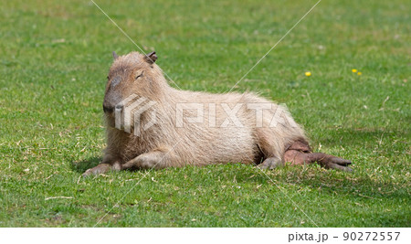 Capibaras (Hydrochoerus hydrochaeris) resting 90272557
