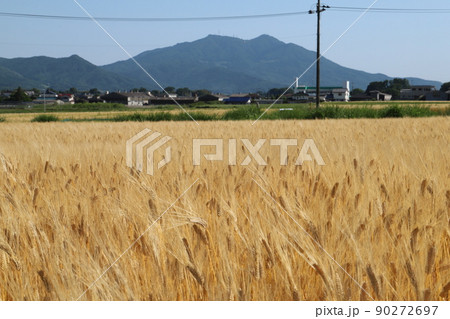 筑波山と麦畑 90272697