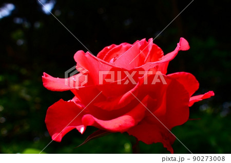 黒バックに映える赤いバラ 90273008