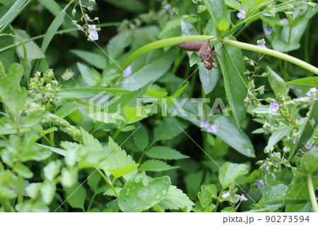 脱皮中のヤゴ 90273594