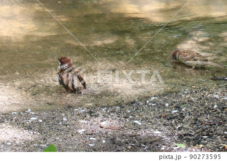 水浴び中のスズメ 水浴び中のスズメ 90273595