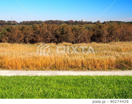 秋の土手から見る江戸川河川敷の枯れた荻原と林風景 秋の土手から見る江戸川河川敷の枯れた荻原と林風景 90274426