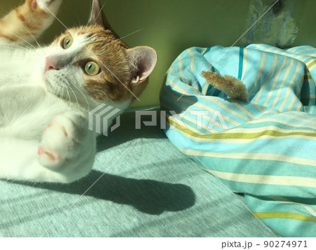 ginger cat with big head play near window ginger cat with big head play near window 90274971
