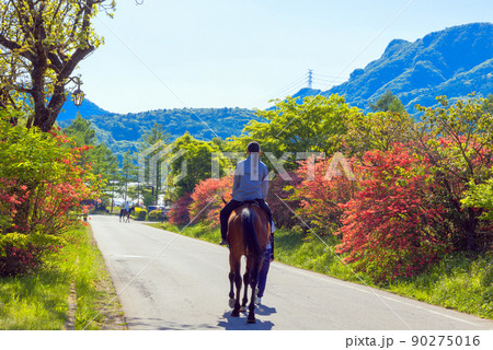 ツツジ咲く道で乗馬 ツツジ咲く道で乗馬 90275016