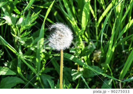 風景、自然、植物　タンポポの綿毛　タンポポは雑草ではなくハーブと言う有用植物 90275033