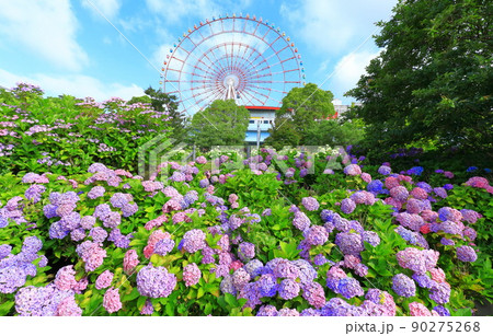 お台場の紫陽花と観覧車 90275268