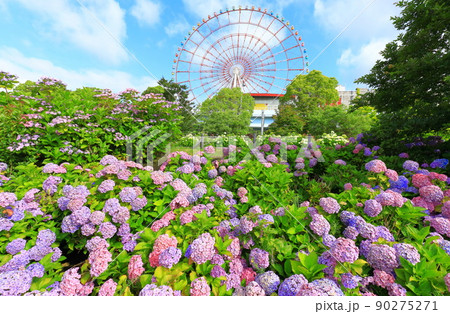 お台場の紫陽花と観覧車 90275271