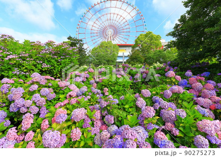 お台場の紫陽花と観覧車 90275273