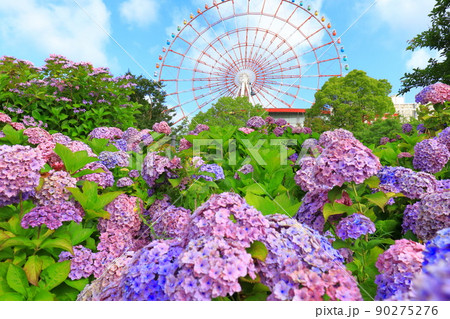 お台場の紫陽花と観覧車 お台場の紫陽花と観覧車 90275276