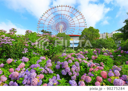 お台場の紫陽花と観覧車 お台場の紫陽花と観覧車 90275284