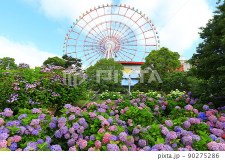 お台場の紫陽花と観覧車 90275286