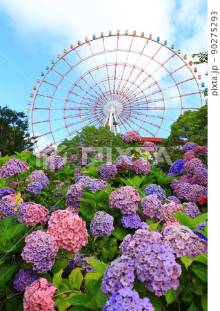 お台場の紫陽花と観覧車 お台場の紫陽花と観覧車 90275293