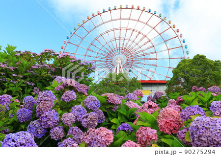 お台場の紫陽花と観覧車 お台場の紫陽花と観覧車 90275294