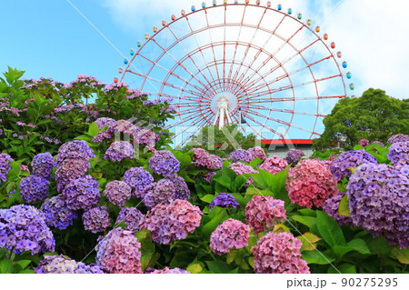 お台場の紫陽花と観覧車 90275295