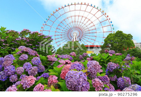 お台場の紫陽花と観覧車 90275296
