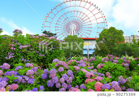 お台場の紫陽花と観覧車 お台場の紫陽花と観覧車 90275309