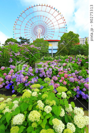 お台場の紫陽花と観覧車 90275313