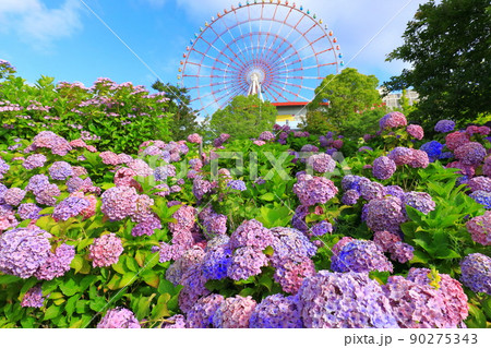 お台場の紫陽花と観覧車 お台場の紫陽花と観覧車 90275343