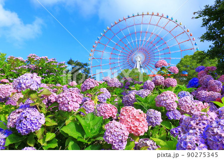 お台場の紫陽花と観覧車 90275345