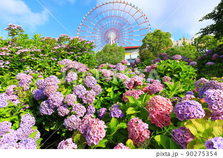お台場の紫陽花と観覧車 90275354
