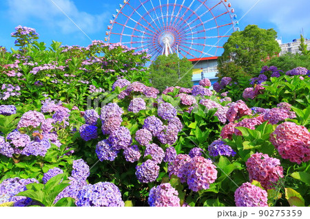 お台場の紫陽花と観覧車 お台場の紫陽花と観覧車 90275359