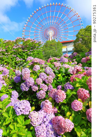 お台場の紫陽花と観覧車 お台場の紫陽花と観覧車 90275361