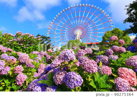 お台場の紫陽花と観覧車 90275364