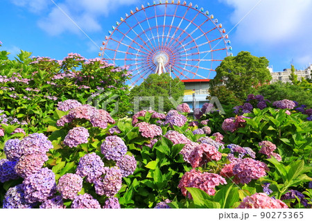 お台場の紫陽花と観覧車 90275365