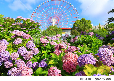 お台場の紫陽花と観覧車 90275366