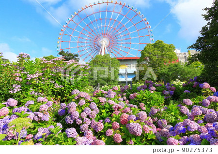 お台場の紫陽花と観覧車 90275373