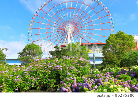 お台場の紫陽花と観覧車 90275380