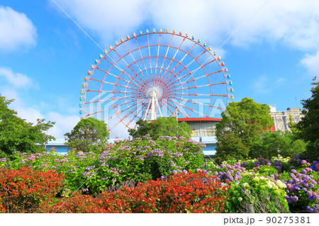 お台場の紫陽花と観覧車 90275381