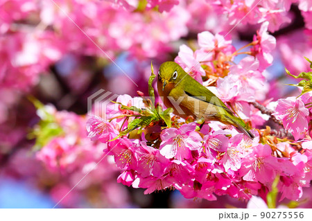 メジロと河津桜 静岡県伊豆半島 メジロと河津桜 静岡県伊豆半島 90275556