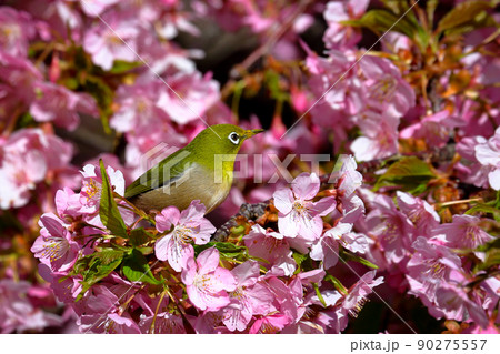 メジロと河津桜 静岡県伊豆半島 メジロと河津桜 静岡県伊豆半島 90275557