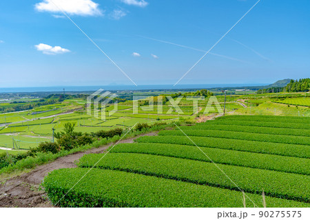 茶ばっけん丘から見た知覧茶の茶畑の風景 90275575