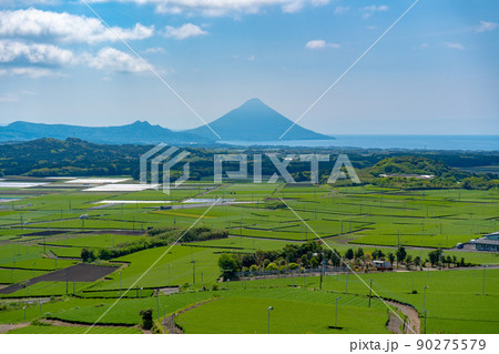 茶ばっけん丘から見た開聞岳と茶畑 茶ばっけん丘から見た開聞岳と茶畑 90275579