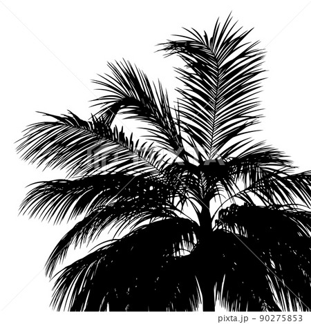 Palm tops silhouettes 90275853