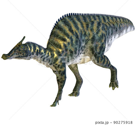 サウロロフス☆Saurolophus サウロロフス☆Saurolophus 90275918