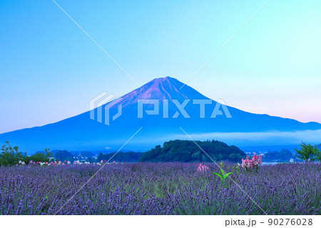 ラベンダー咲く河口湖大石公園と夏の富士山　山梨県河口湖町 90276028