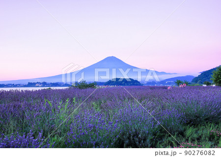 ラベンダー咲く河口湖大石公園と夏の富士山 山梨県河口湖町 ラベンダー咲く河口湖大石公園と夏の富士山 山梨県河口湖町 90276082
